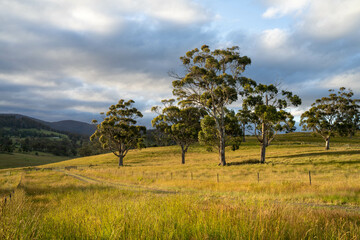 farming landscape Australian Farm with lush green native grass, cows in field, Landscape with Gum...