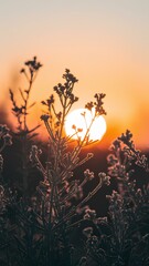 sunset in the mountains