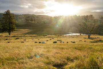 beautiful cattle in Australia  eating grass, grazing on pasture. Herd of cows free range beef being...
