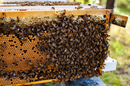 Bees crawling over hive frame during honey harvest and hive inspection
