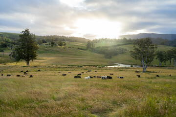 farming landscape Australian Farm with lush green native grass, cows in field, Landscape with Gum...