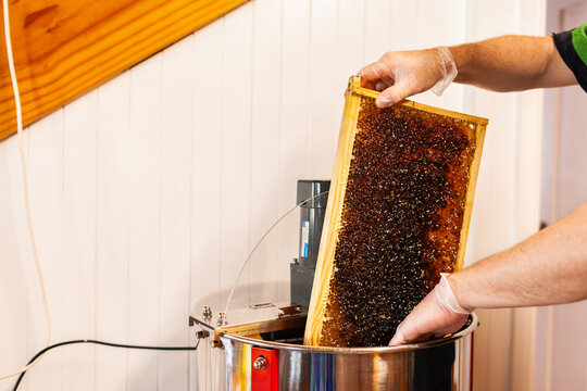 Placing a full honeycomb frame into honey extractor machine