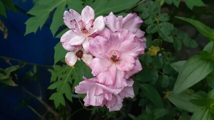 Beautiful pink roses bloom in the garden.