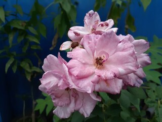 Beautiful pink roses bloom in the garden.
