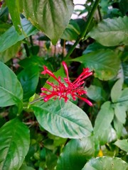 A striking cluster of tubular red flowers from the Firebush plant (Hamelia patens), vibrant against dark green foliage. This popular ornamental attracts hummingbirds and butterflies
