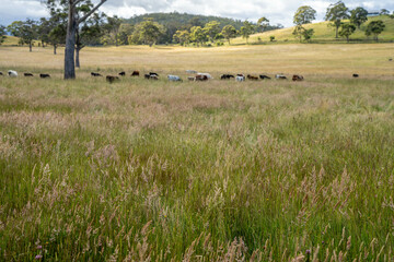 beautiful cattle in Australia  eating grass, grazing on pasture. Herd of cows free range beef being...