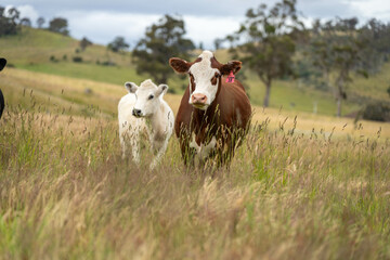 beautiful cattle in Australia  eating grass, grazing on pasture. Herd of cows free range beef being...