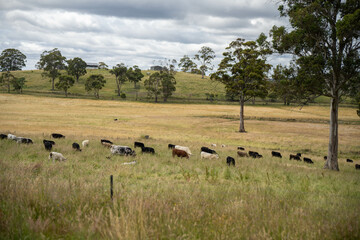 farming landscape Australian Farm with lush green native grass, cows in field, Landscape with Gum...