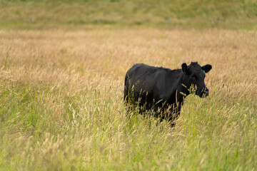 farming landscape Australian Farm with lush green native grass, cows in field, Landscape with Gum Trees. Vast Rural Properties and for the Sustainable Regenerative Farming in Australia