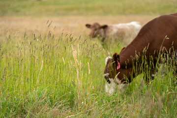 farming landscape Australian Farm with lush green native grass, cows in field, Landscape with Gum...