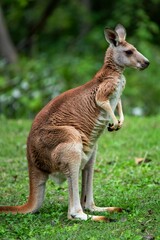 Red kangaroo