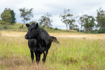 farming landscape Australian Farm with lush green native grass, cows in field, Landscape with Gum Trees. Vast Rural Properties and for the Sustainable Regenerative Farming in Australia