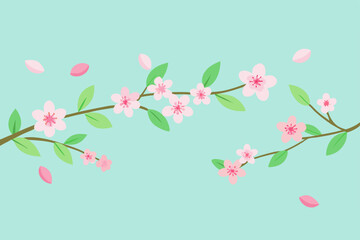 Fototapeta premium cherry blossom background