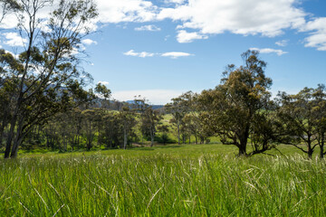 farming landscape Australian Farm with lush green native grass, cows in field, Landscape with Gum Trees. Vast Rural Properties and for the Sustainable Regenerative Farming in Australia