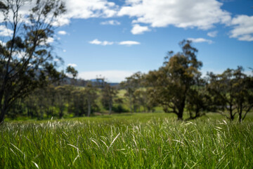 farming landscape Australian Farm with lush green native grass, cows in field, Landscape with Gum...