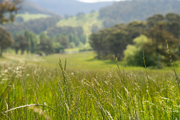 regenerative organic farmer, taking grass tissue samples and looking at plant growth in a farm....