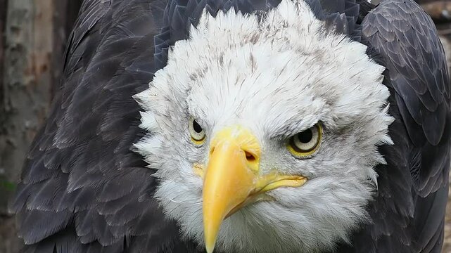  bald eagle screams and looks in different directions, sound
