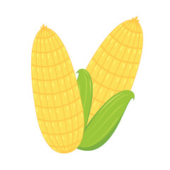 Corn isolated vector .halves and grains in different angles on a white. Corn vector.