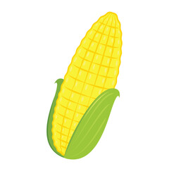 Corn isolated vector .halves and grains in different angles on a white. Corn vector.