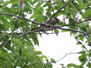 葉っぱが生えた木に止まる鳥のイカル