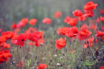 Obraz premium poppies. delicate petals of red poppies in the sun. background with poppy flowers. Beautiful red poppy wild flower and buds in the field. beauty in nature. close-up. spring season, summer time