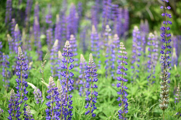 Fototapeta premium Blooming lupine flower. Lupine, a field of lupine with pink purple and blue flowers. Bouquet of lupines summer floral background. Lupine field. Purple spring and summer flower