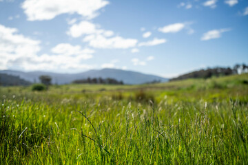 Green Pasture crop farm practicing Sustainable agriculture the Future of Regenerative Farming in...