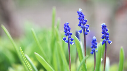 Naklejka premium Muscari. Bell-shaped blue flowers, with a white fringe, of Muscari armeniacum surrounded by green basal leaves, close up. Known as Armenian grape hyacinth or garden grape-hyacinth. spring season