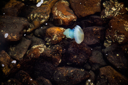 Blue jellyfish swimming over rocks in the water