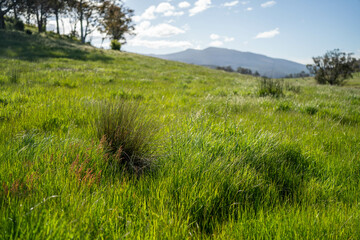 Green Pasture crop farm practicing Sustainable agriculture the Future of Regenerative Farming in...