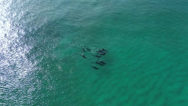 Craddle mountain Shutter SA pod of dolphins swimming in the turquoise waters of the Bay of Fires, Tasmaniatock