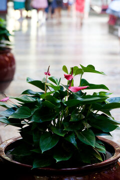 Pot plant in a shopping mall in central melbourne
