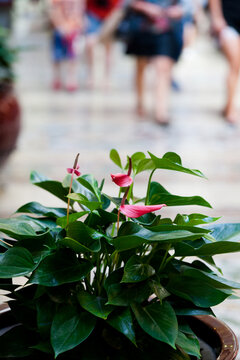 Pot plant in a shopping mall in central melbourne
