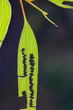 Insect damaged gum leaves hanging in the backyard