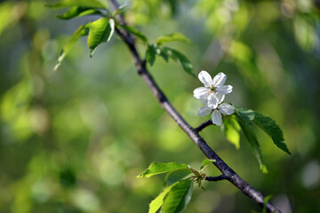 Wild cherry flower. Wild cherry branch. nature background. white flower with green leaves. blooming season. close-up twigs on a tree in spring. beauty of nature, blooming forest. macro photo
