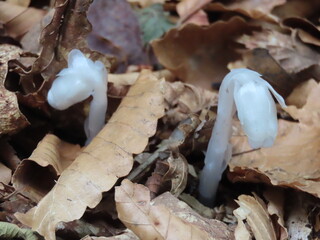 茶色い落ち葉がある地面から生える白いギンリョウソウの花