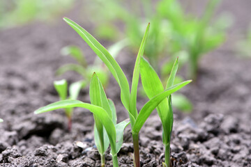 A small plant in soil, corn leaves, green sprout. Ecology, environmental protection. Greenhouse work. corn seedlings in field, small plants. spring, start of work, agriculture, close-up