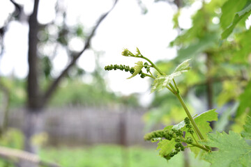 grape vine, young green leaf. Small green buds on the branches of grape vines. Young green leaves coming out from thick green buds. close up, macro photo. vineyard, farm. space for text