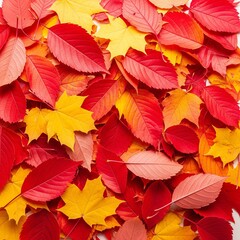 autumn leaves background