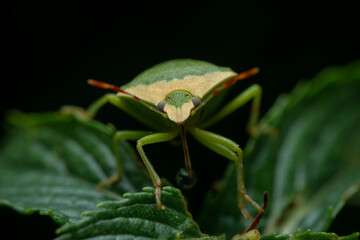 Close up image of Green Shield bug