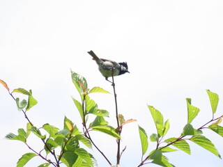 葉の生えた木の枝にとまる鳥のヒガラ