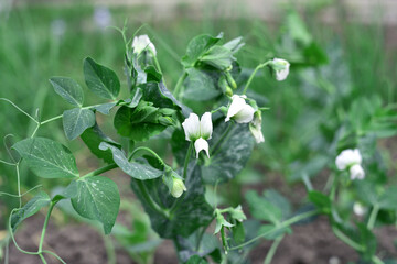 Green Pea plant with white flower in a garden. Young plant sprouts close-up, flowering peas on agricultural field. spring season. climbing peas, industry, farmland.