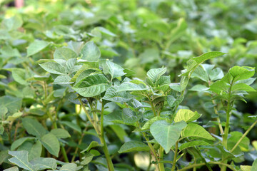 potato plant leaves. New potato Leafs, Agriculture and organic food. farmland, agricultural business, good harvest. vegetables in the garden close-up