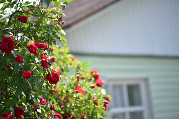 Obraz premium red rose, flowers background. Red roses on a bush in the garden, close-up. bouquet of flowers. beauty of nature, delicate flowers, bouquet of roses as a gift. symbol of love. rose garden