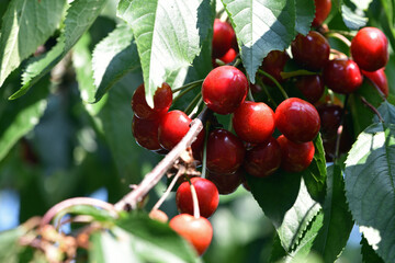 The fresh dark red cherries hanging on the tree at orchard, Selective focus of ripe prunus avium,...