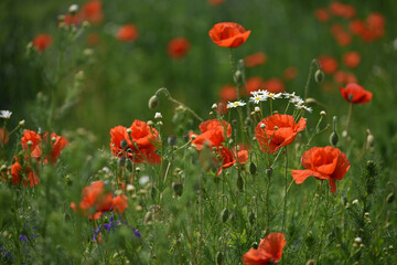 Obraz premium poppies. delicate petals of red poppies in the sun. background with poppy flowers. Beautiful red poppy wild flower and buds in the field. beauty in nature. close-up. spring season, summer time