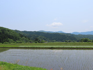 田植えの終わった広い水田と山の景色