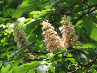 緑の葉と白いトチノキの花
