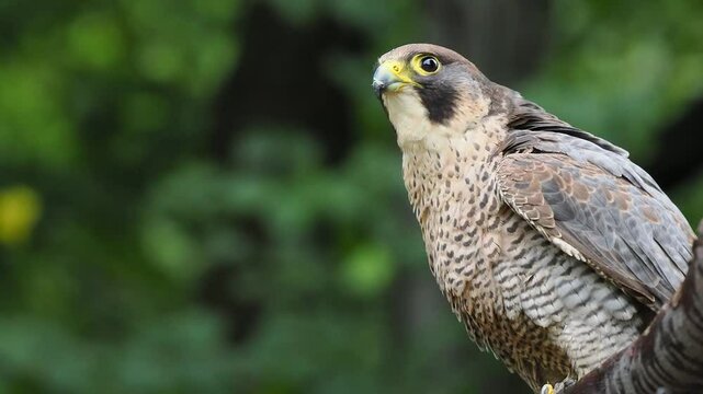 Falco peregrinus looks in different directions, sound