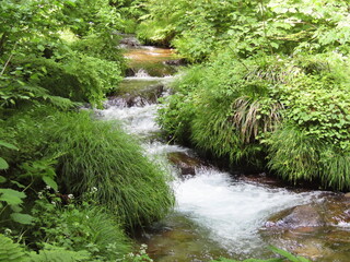 緑の植物の葉が生えた中を流れるきれいな川の水